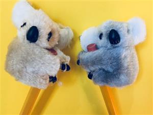 koalas 